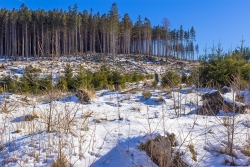 Wolfsberg_C_02.jpg
