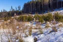 Wolfsberg_C_03.jpg