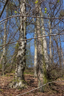 Baumindividuen_1