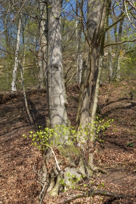 Baumindividuen_2