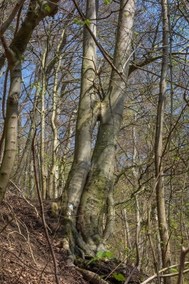 Baumindividuen_3