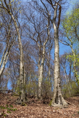 Baumindividuen_4