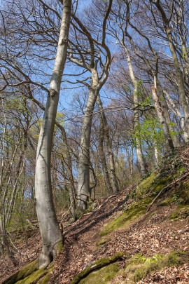 Baumindividuen_5