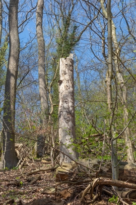 Hochstubben_1