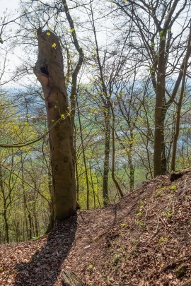 Hochstubben_2