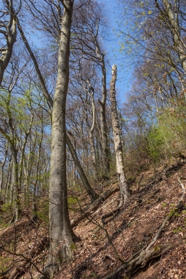 Hochstubben_4