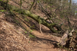 Totholz_Weg_1