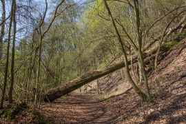 Totholz_Weg_2