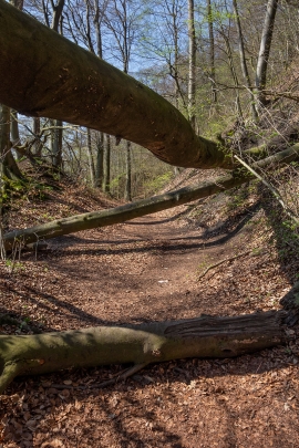 Totholz_Weg_3