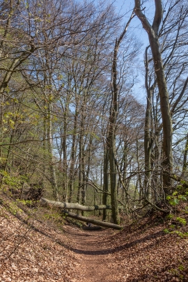 Totholz_Weg_4