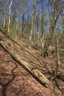 Totholz_liegend_2