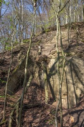 Totholz_liegend_4