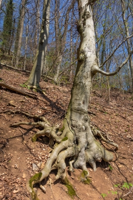 Wurzelkrallen_2