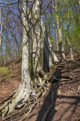 Wurzelkrallen_3