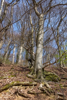 Wurzelkrallen_5
