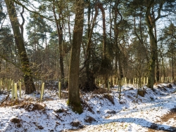 Wuchshüllen an der Pfalzgrafenstraße
