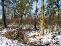 Wuchshüllen an der Ebersbachstraße