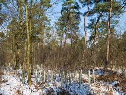 Wuchshüllen an der Ebersbachstraße