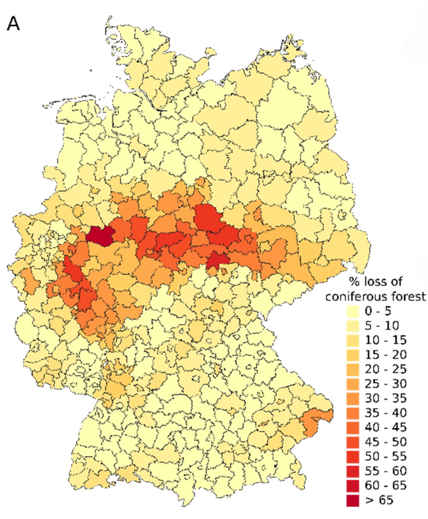 Fichtensterben_2018-2021_Thonfeld