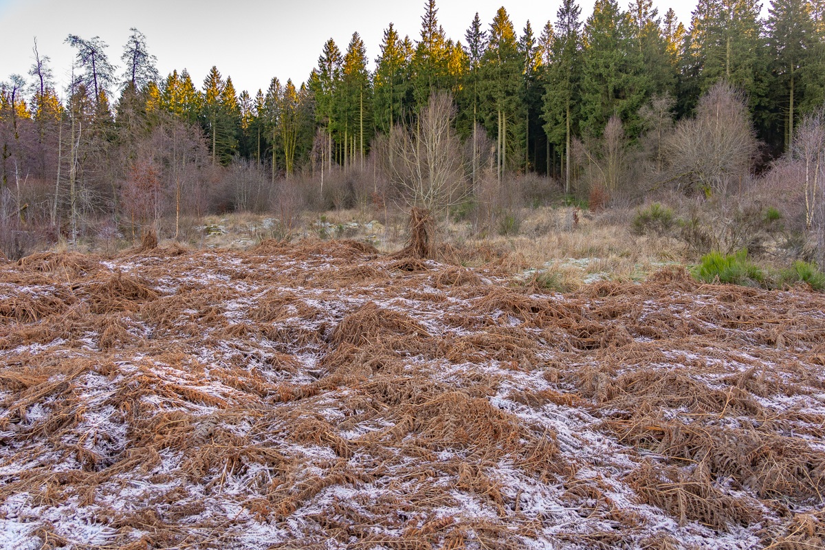 Wuestebach_NLP_Eifel-4