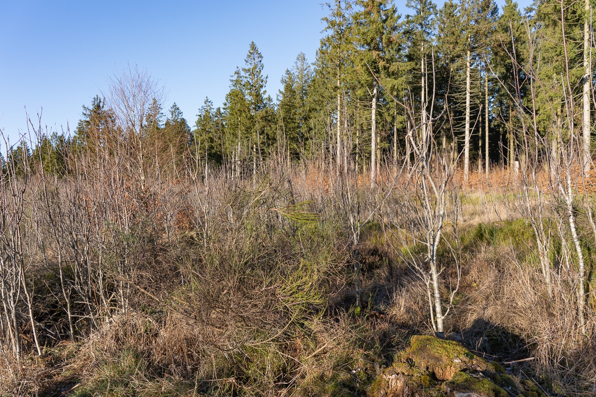 Wuestebach_NLP_Eifel-5