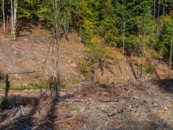 "barrierefreie Fließgewässer mit naturnahen Bachauen"