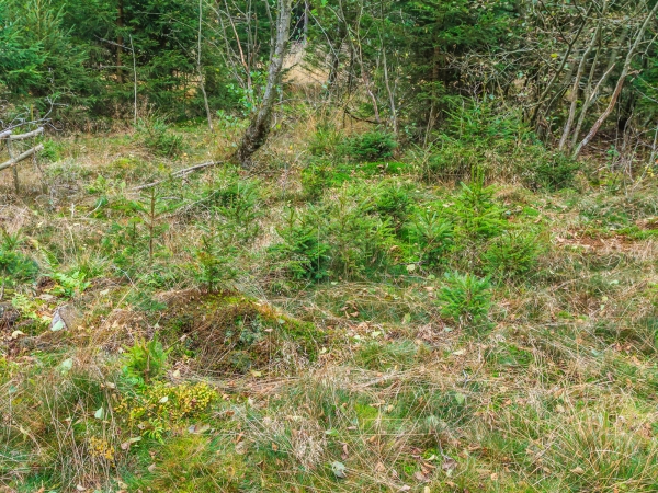 Jungfichten in Pafferscheid