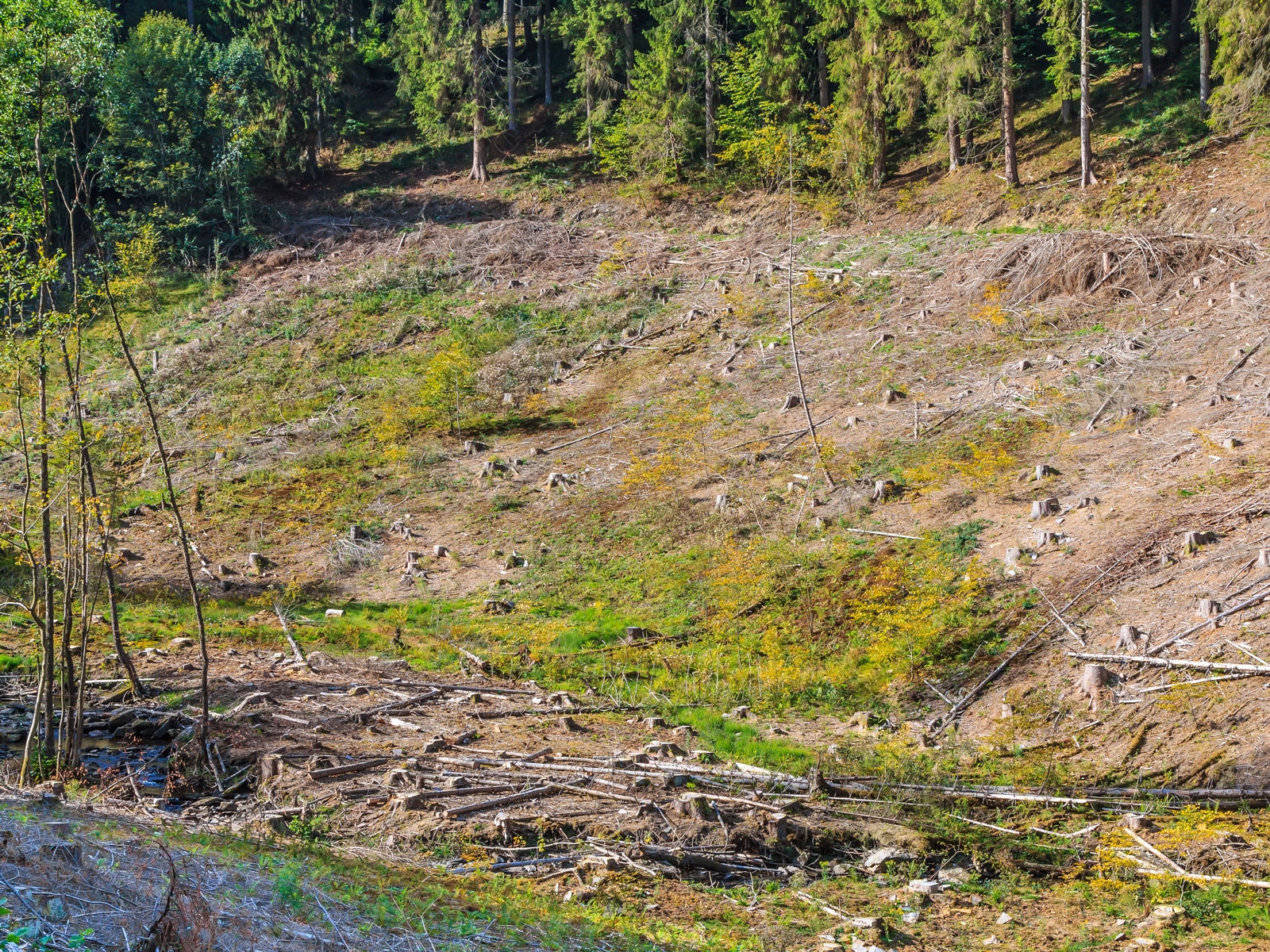 FSC-zertifizierter Kahlschlag