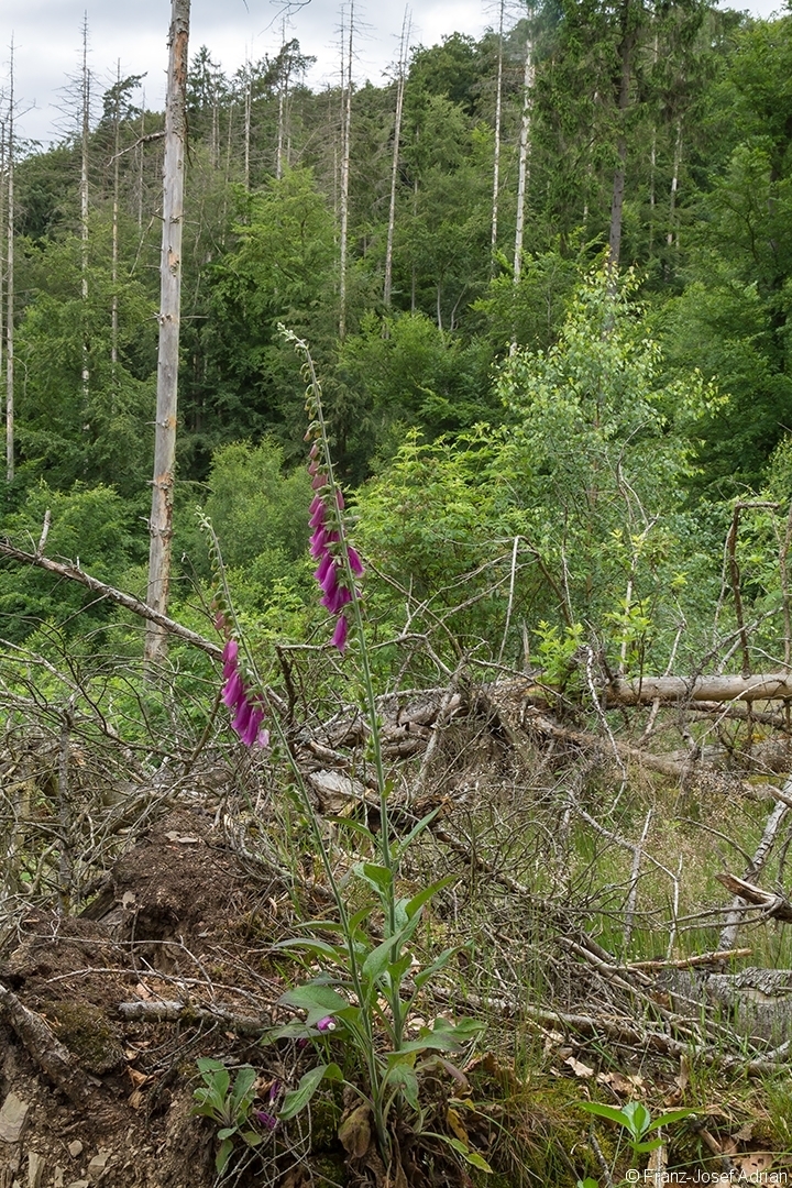 Brueckengrundsteig