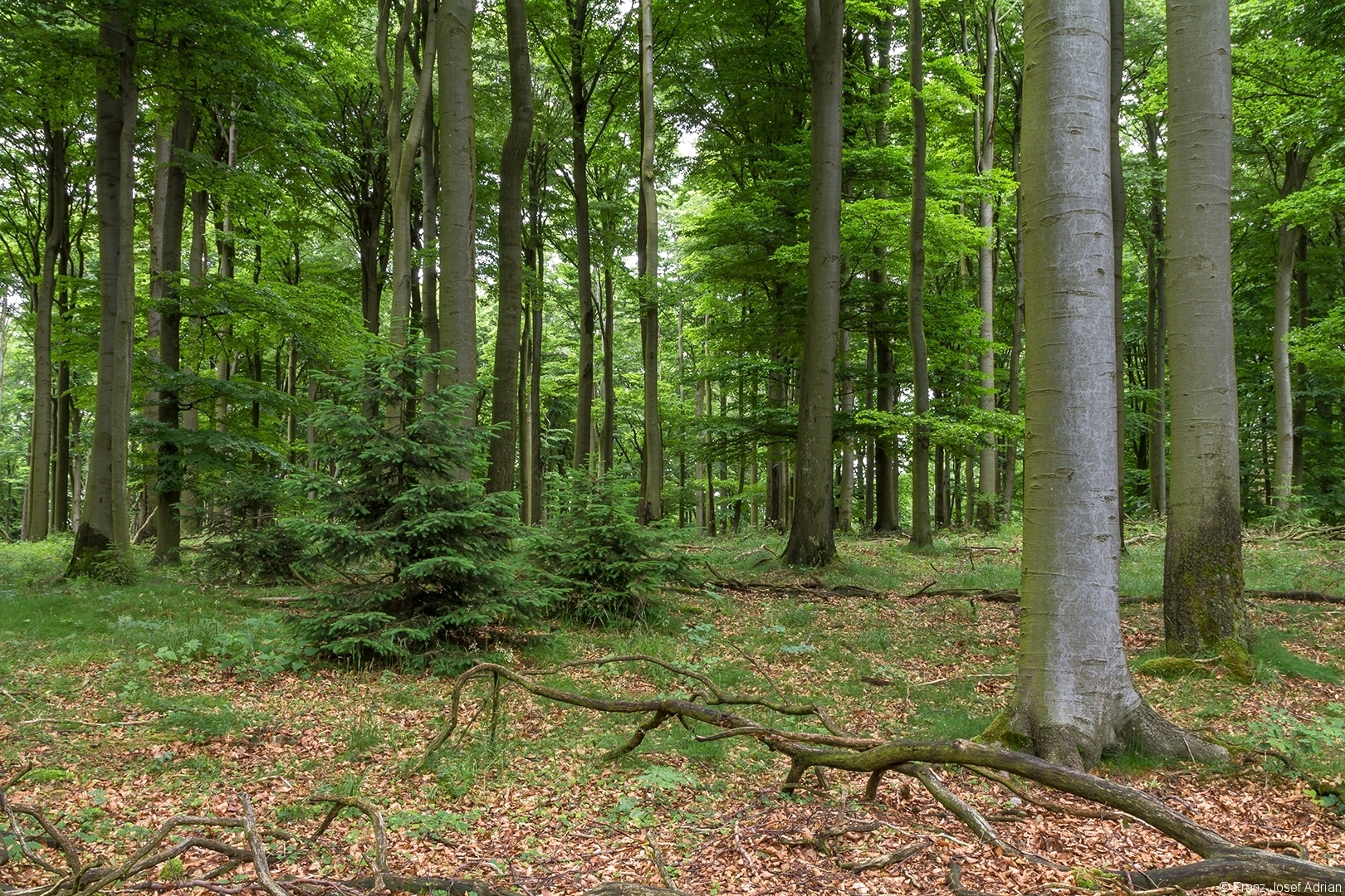 Hunsrueck_2