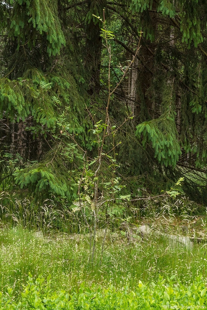 Vogelbeere_Wuestegarten
