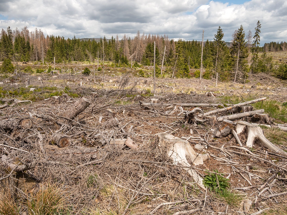 Sicherungsstreifen_Nationalpark_Harz_1