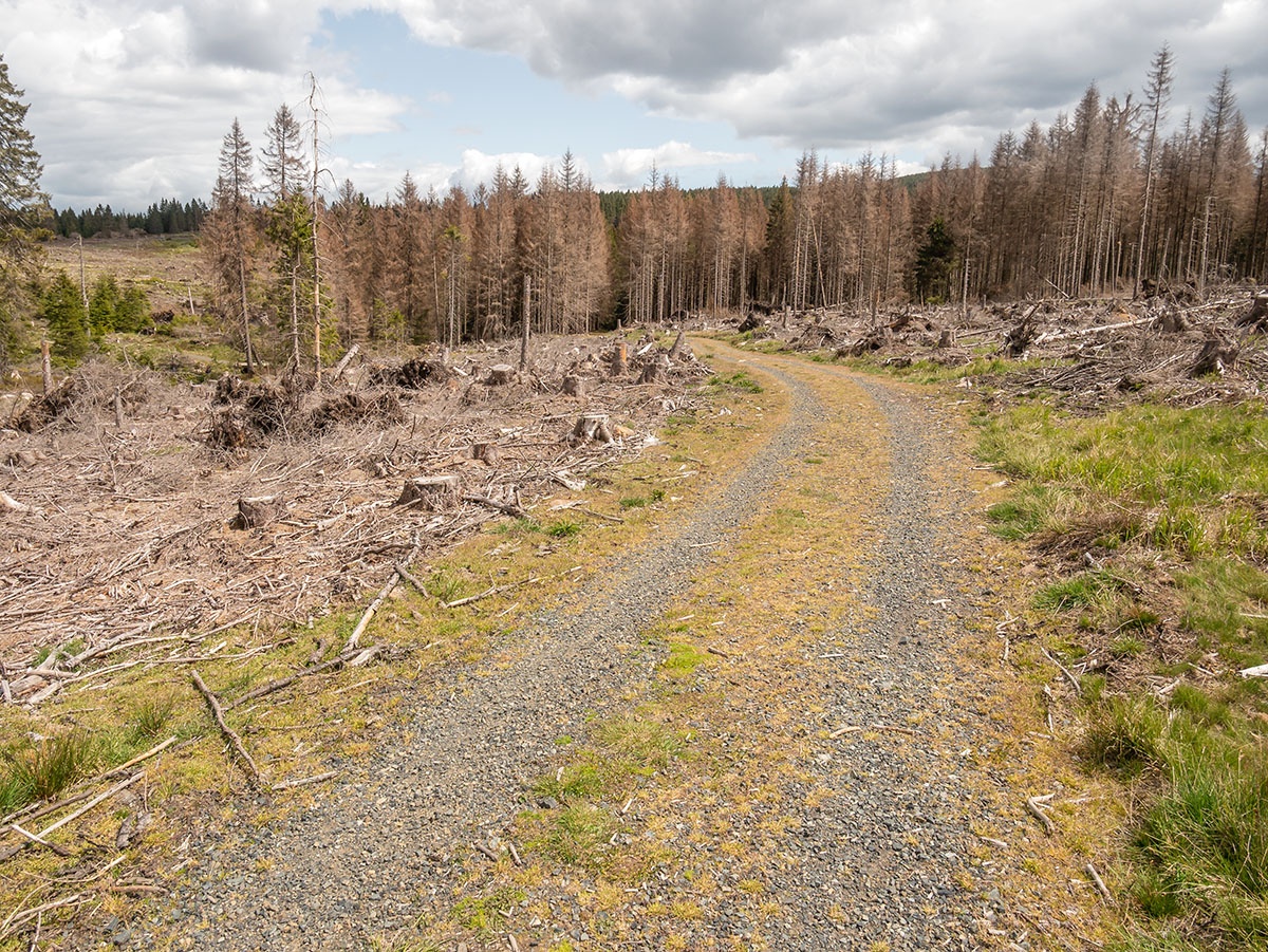 Sicherungsstreifen_Nationalpark_Harz_3