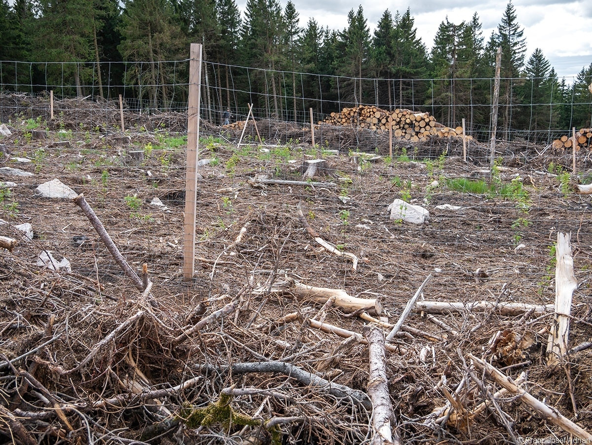 Wurmberg_Wildschutz_1