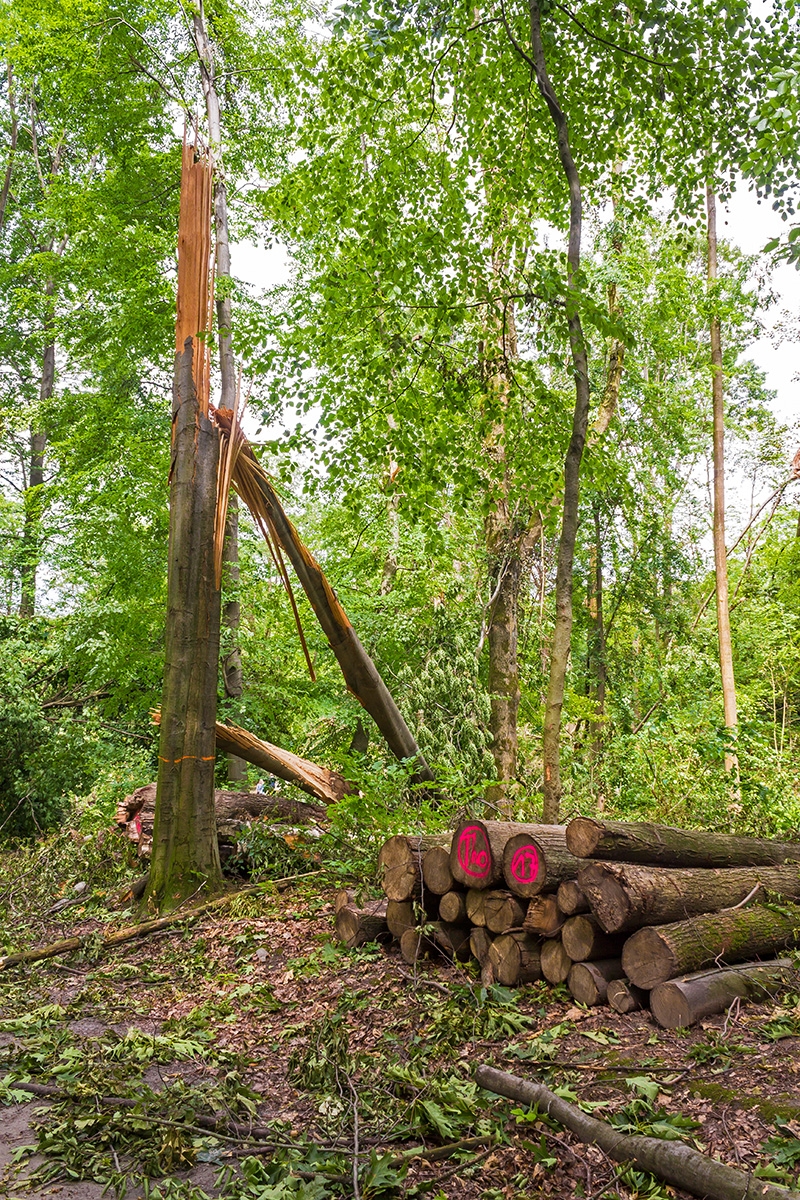 abgebrochener Z-Baum (Buche)