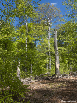 Zerfallsphase_Schrabstein-11