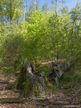 Zerfallsphase_Schrabstein-12