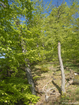 Zerfallsphase_Schrabstein-16