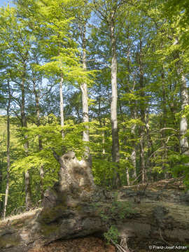Zerfallsphase_Schrabstein-17
