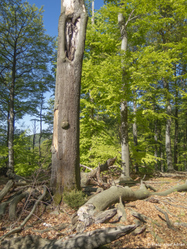 Zerfallsphase_Schrabstein-18