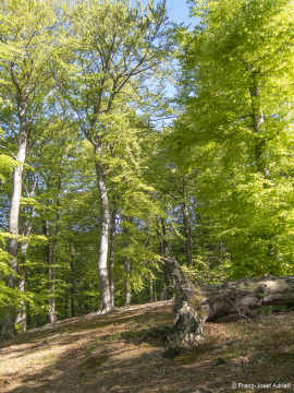 Zerfallsphase_Schrabstein-19