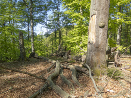 Zerfallsphase_Schrabstein-25