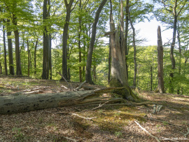 Zerfallsphase_Schrabstein-26