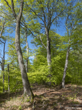 Zerfallsphase_Schrabstein-3