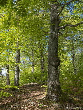 Zerfallsphase_Schrabstein-4