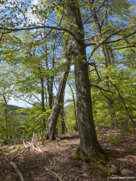 Zerfallsphase_Schrabstein-5