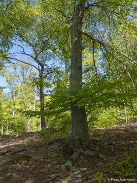 Zerfallsphase_Schrabstein-7