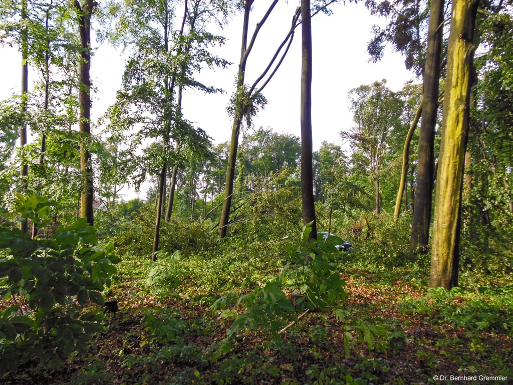 Windwurf durch Ela im Virchow-Wald