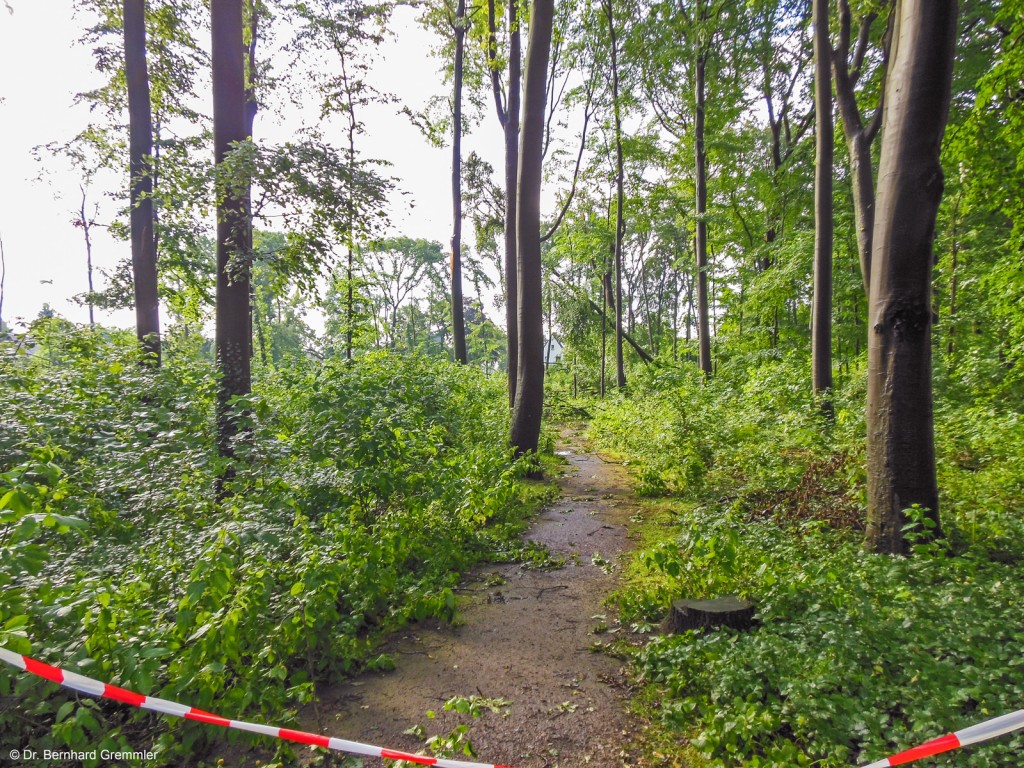 Windwurf durch Ela im Virchow-Wald