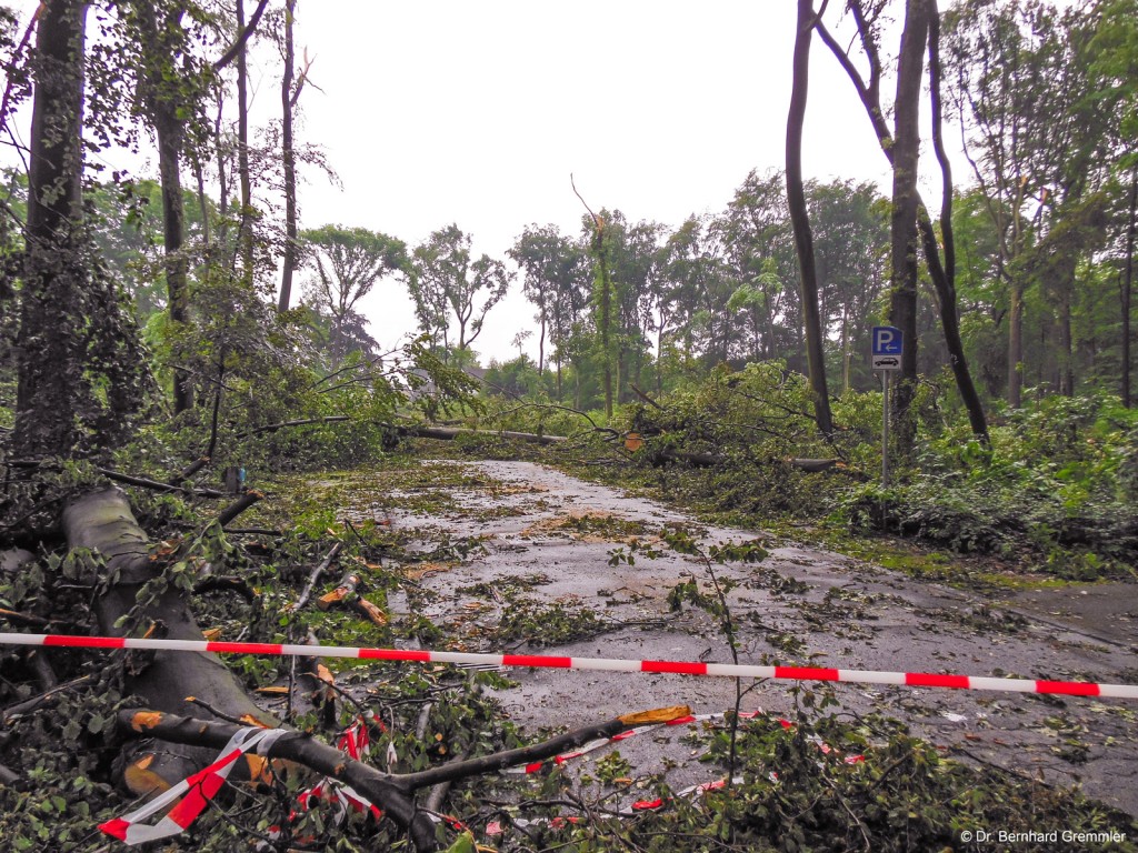 Umgeworfene Buchen über der Virchow-Straße